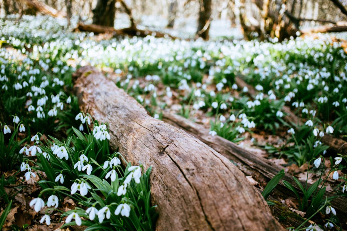 Snowdrops in the woodland